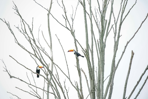 toucan dans l'arbre volant magnifiquement au milieu de la jungle
