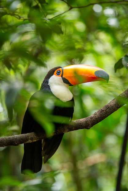 Toucan de l'espèce ramphastos sulphuratus dans une forêt tropicale au sud du Brésil