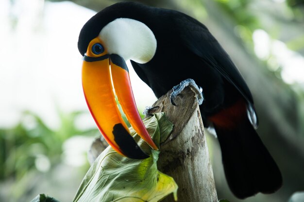 Toucan est assis sur une branche d'arbre