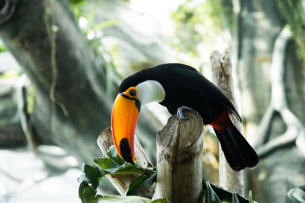 Toucan est assis sur une branche d'arbre