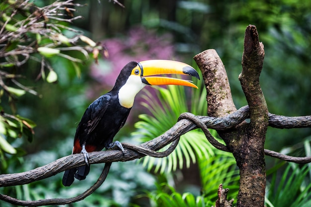 toucan fantastique sur une branche