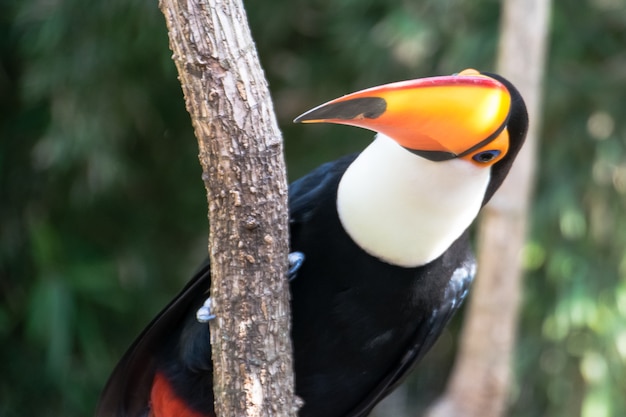 Toucan fermé