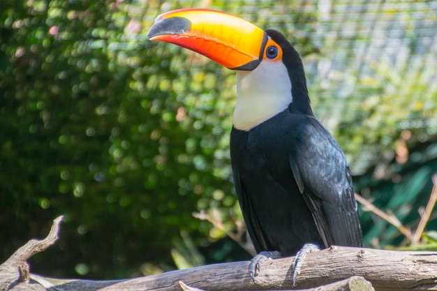 Toucan fermé