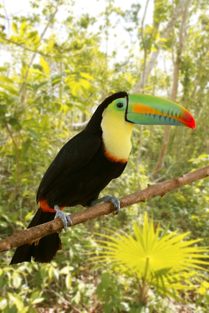 Toucan kee a facturé la jungle de Tamphastos sulfuratus