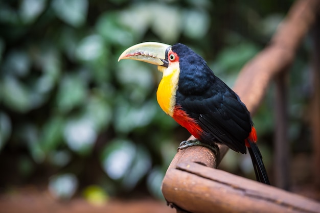 Toucan, parc national d'Iguazu, Brésil