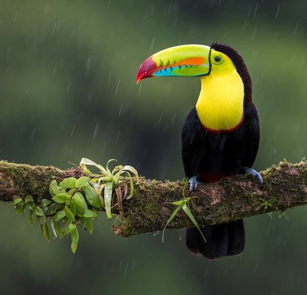 Toucan sous la pluie