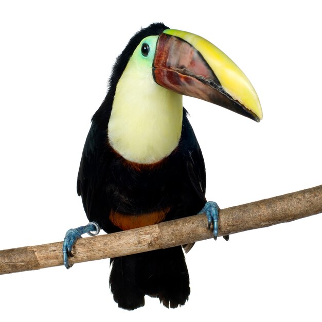 Toucan de Swainson sur blanc