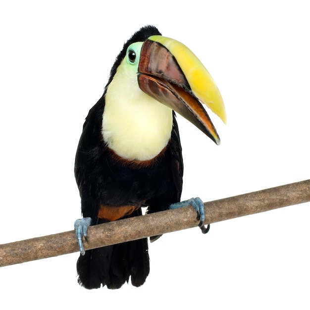 Photo toucan de swainson sur blanc