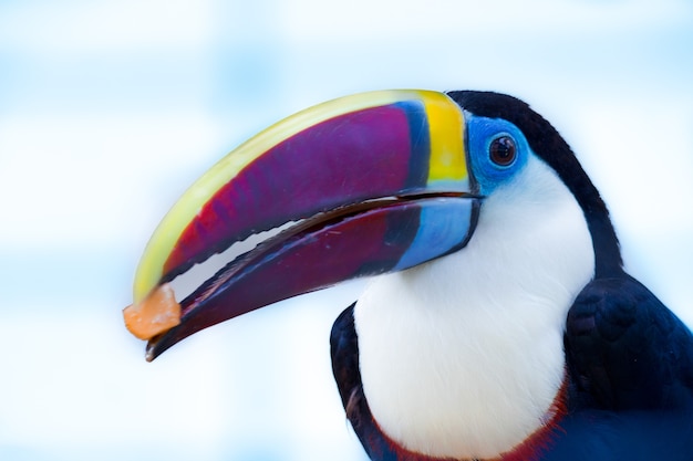 Toucan