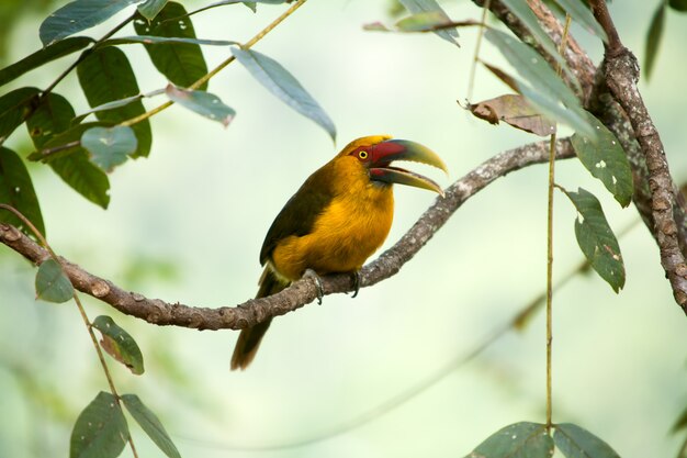 Toucanet au safran avec bec ouvert - toucans