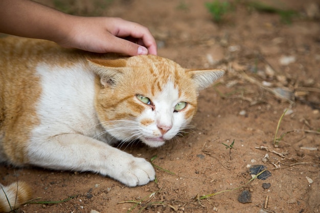 Toucher un chat errant sur le sol au parc