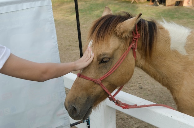 Toucher le cheval