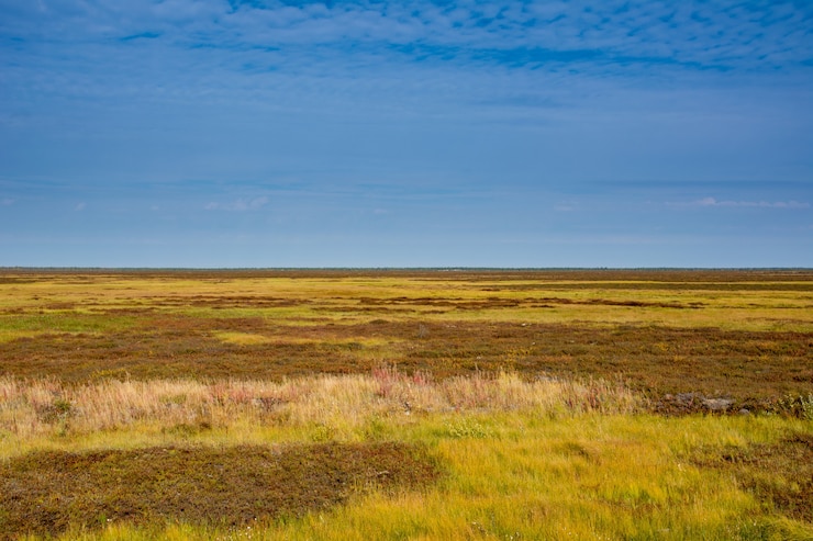 Photo la toundra sans fin. yamal.
