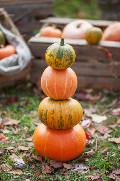 Tour de citrouilles époque d'automne.