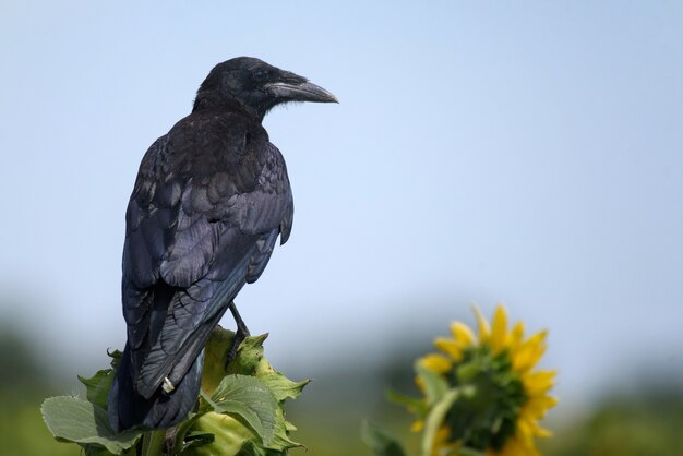 Tour (Corvus Frugilegus) assis sur des tournesols