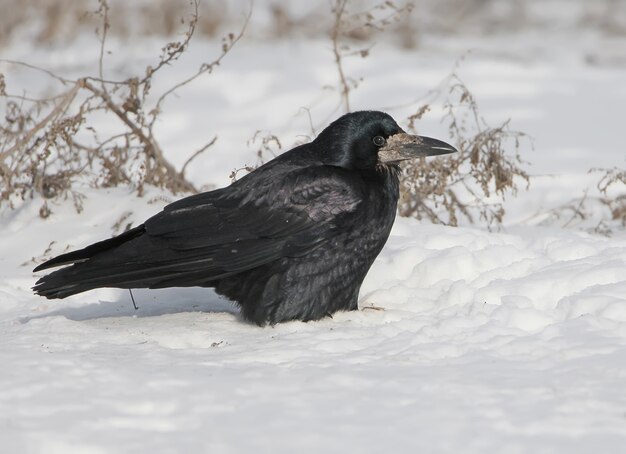 La tour (Corvus frugilegus) est assis sur la neige close up portrait