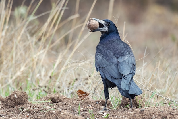 La tour, Corvus frugilegus, se tient avec une noix dans son bec