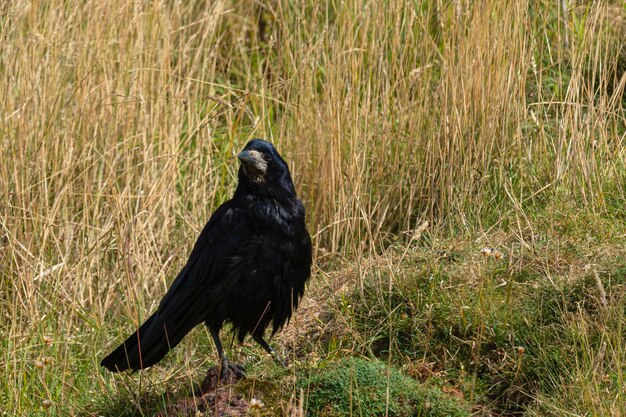 Tour Corvus frugilegus Seahouses Angleterre