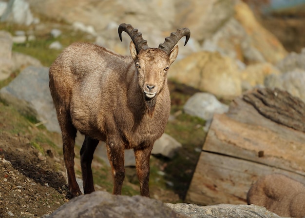 Photo tour du caucase occidental sur la roche