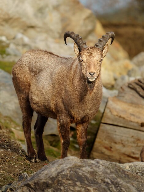 Photo tour du caucase occidental sur la roche