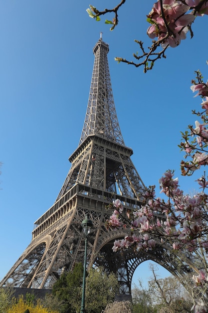 Tour Eiffel et manolia en fleurs près de Paris France