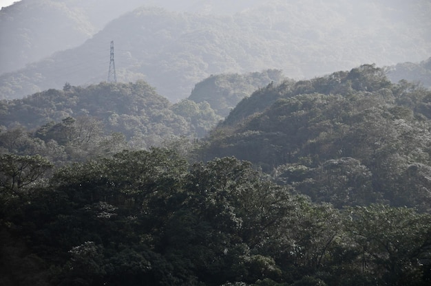 Tour de l'électricité dans la forêt profonde