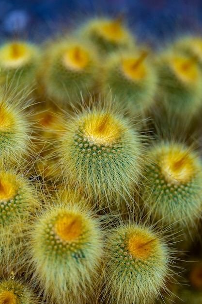 Tour jaune cactus