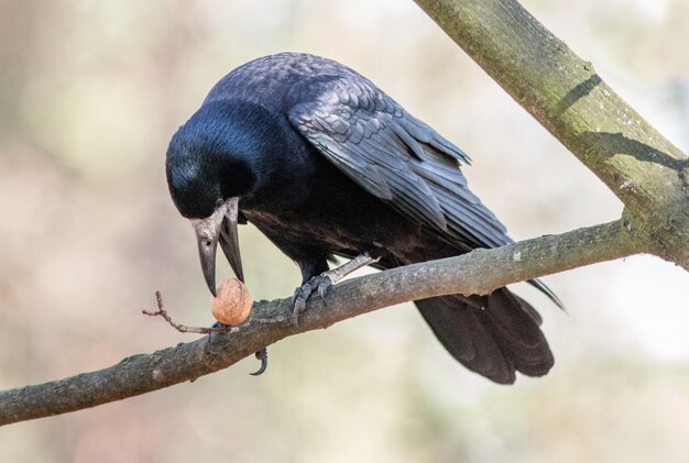 tour noire avec noix sur l'arbre