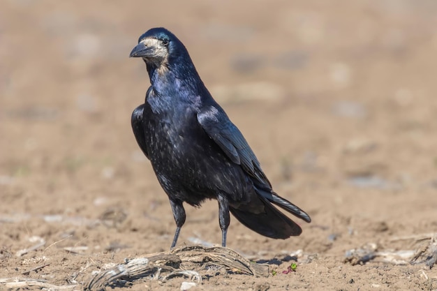 La tour sur le terrain Corvus frugilegus