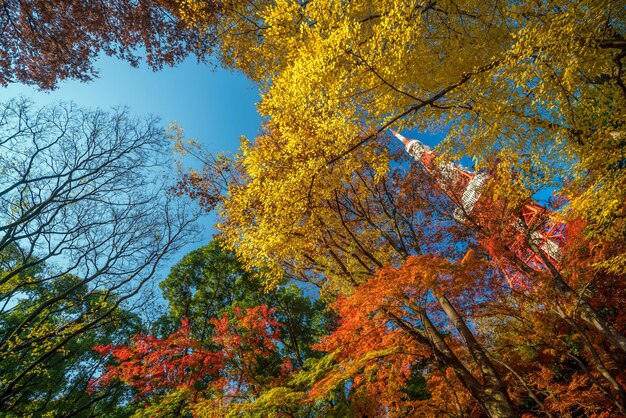 Photo la tour de tokyo avec le ciel bleu au japon