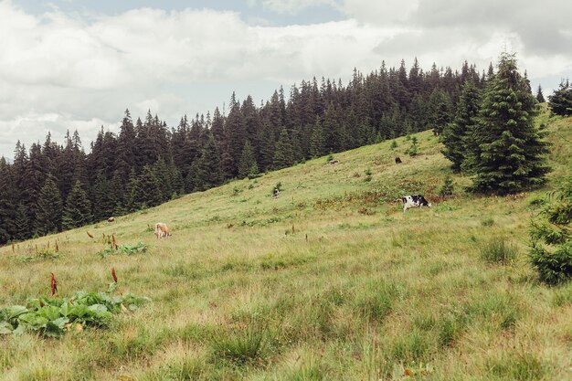 Tourisme, montagne, mode de vie, nature, concept d'animaux - Alpage avec des vaches. Le sang dans les montagnes. Paysage d'été dans les montagnes avec une vache. Chaude soirée d'été.