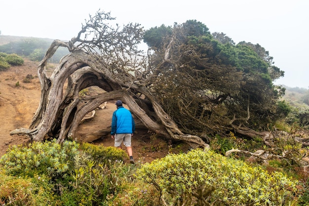 Un touriste dans le tunnel d'un arbre Sabinar tordu par le vent à El Hierro Canaries