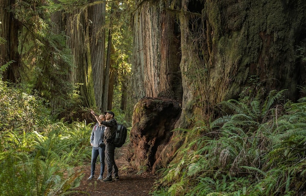 Un touriste explore la forêt de séquoias côtières de Californie