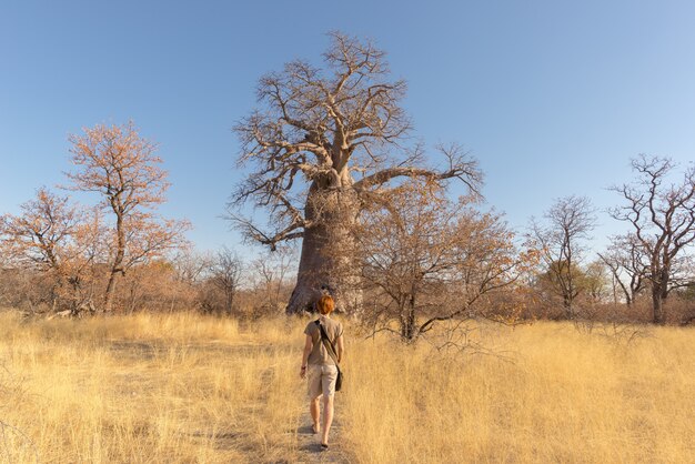 Touriste marchant dans la savane africaine en direction d'un immense plant de baobab