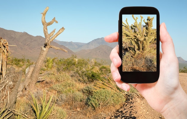 Touriste prenant une photo de cactus dans le désert de Mojave