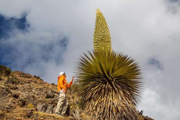 Touriste près de puya