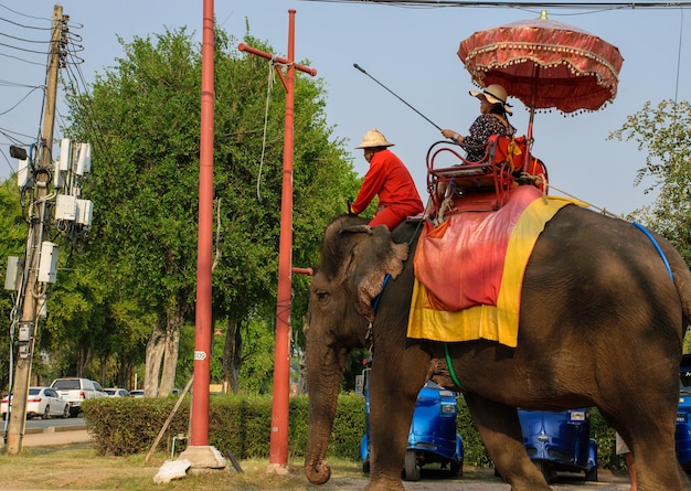 Touriste voyageant à dos d'éléphant aux ruines d'Ayuthaya en Thaïlande