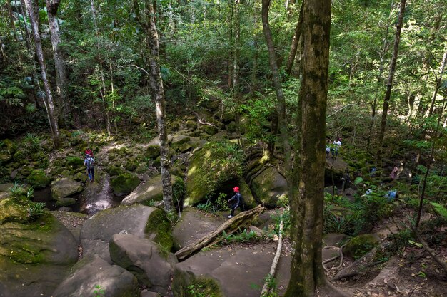 Touristes marchant dans la forêt