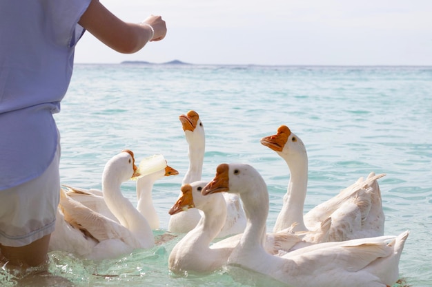 Touristes nourrissant des oies dans la mer Plage de Tien Koh Larn Pattaya Thaïlande