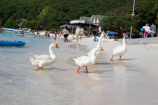 Touristes avec des oies blanches sur la plage de Koh Larn Pattaya en Thaïlande