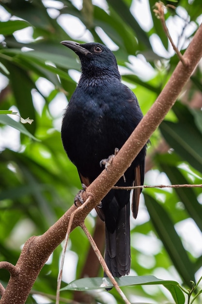 Étourneau à ailes rouges d'Afrique Onychognathus morio