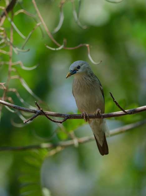 Étourneau sansonnet (Sturnus malabaricus) debout sur la branche dans la nature, Thaïlande