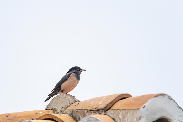 Étourneau sansonnet (Sturnus roseus) Malaga, Espagne