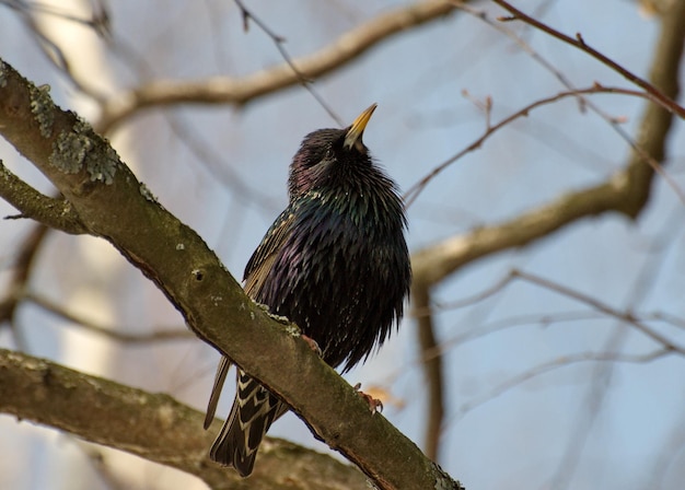 Étourneau sansonnet Sturnus vulgaris sur un bouleau lors d'une journée ensoleillée dans la région de Moscou