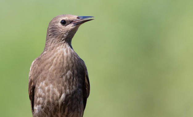 Étourneau sansonnet Sturnus vulgaris Jeune oiseau gros plan