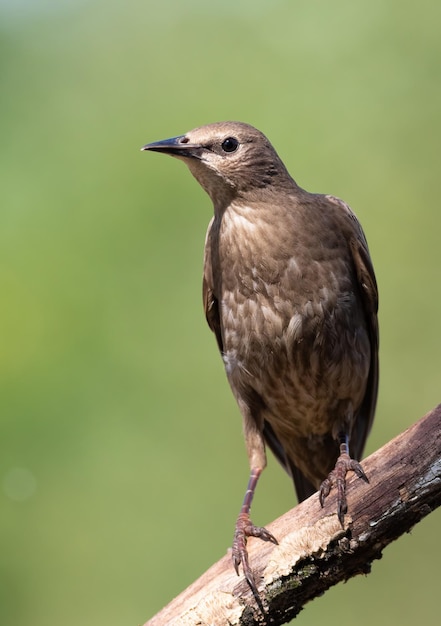 Étourneau sansonnet Sturnus vulgaris Jeune oiseau gros plan