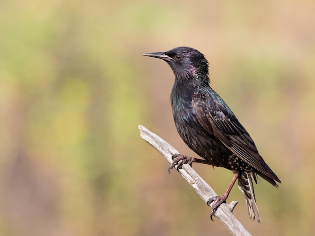 Étourneau sansonnet Sturnus vulgaris Un oiseau adulte est assis sur une branche sur un magnifique arrière-plan flou