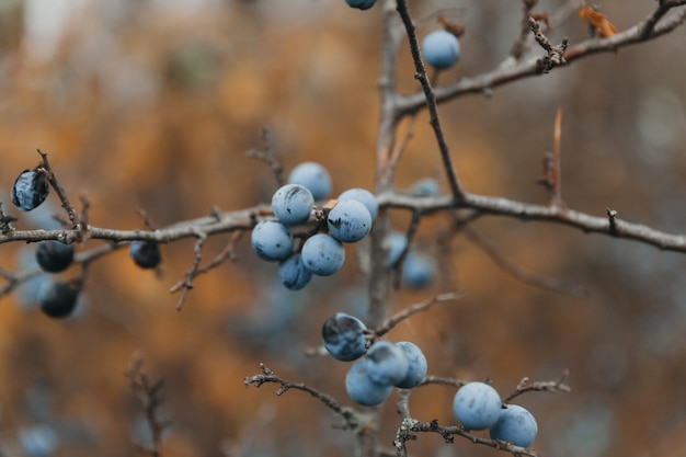 Tourner. Buisson épineux. prunellier bien mûr.