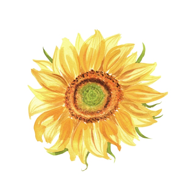 Tournesol aquarelle Un élément isolé de l'ensemble de jardin d'illustrations à l'aquarelle