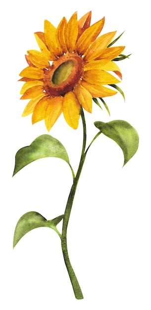 Tournesol aquarelle Grand tournesol jaune vif avec des tiges et des feuilles sur fond blanc